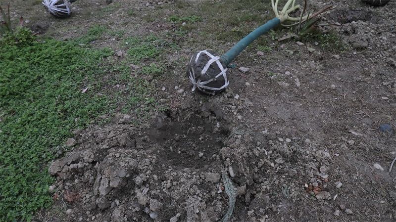 2025年03月12日街道公益植树活动